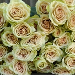 Green Rosever Roses Ramifiées d'Equateur Ethiflora